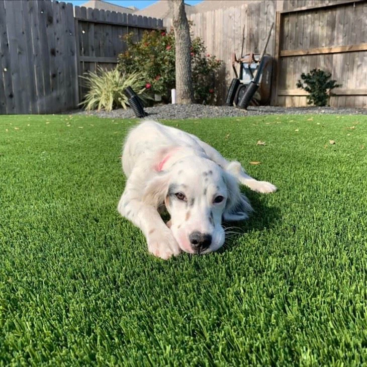 Artificial Grass Lawn best