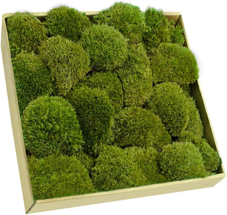 Preserved Moss Ball