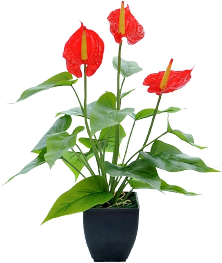 Silk Anthurium Plant
